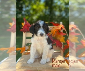Bernedoodle (Miniature) (+ Poodle Miniature) Puppy for sale in WOODBURY, TN, USA