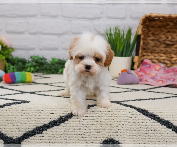 Medium Photo #2 Cavapoo (Miniature) Puppy For Sale in SYRACUSE, IN, USA