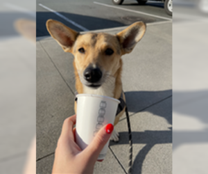 Cardigan Welsh Corgi-Unknown Mix Dogs for adoption in Fallbrook, CA, USA