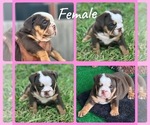 Small Photo #2 English Bulldog Puppy For Sale in CEDAR HILL, TX, USA