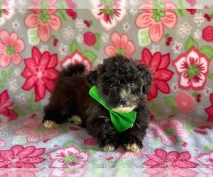 Havanese-Poodle (Toy) Mix Puppy for sale in LANCASTER, PA, USA