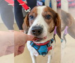 Small Photo #10 Beagle Puppy For Sale in Mundelein, IL, USA