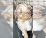 Puppy Flame Australian Shepherd