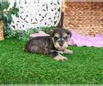 Small #4 Schnauzer (Miniature)