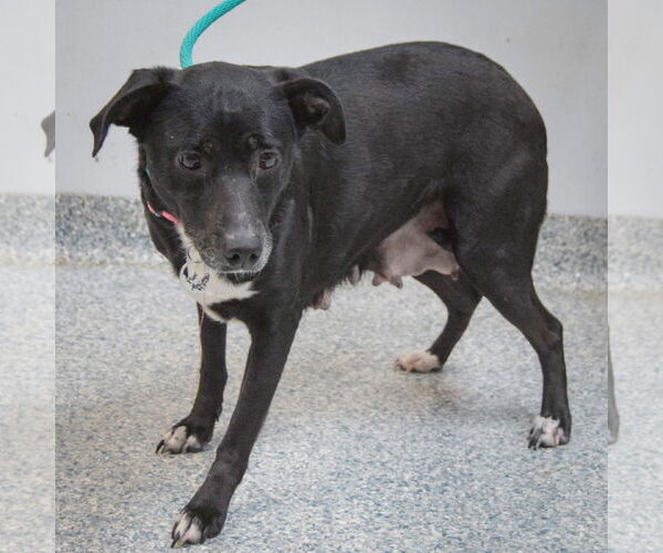 Medium Photo #3 American Staffordshire Terrier-Unknown Mix Puppy For Sale in Huntley, IL, USA