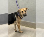 Small German Shepherd Dog Mix