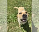 Small Labrador Retriever Mix