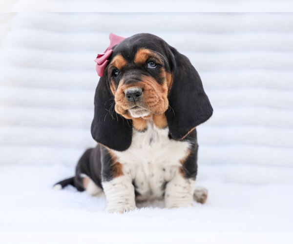 Medium Photo #2 Basset Hound Puppy For Sale in LIBERTY, KY, USA