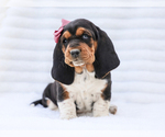Small #1 Basset Hound