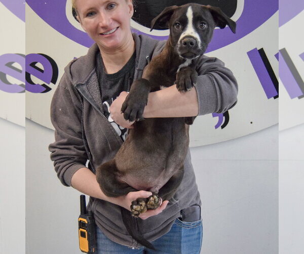 Medium Photo #4 American Staffordshire Terrier-Unknown Mix Puppy For Sale in Huntley, IL, USA