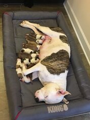 Mother of the American Staffordshire Terrier-Olde English Bulldogge Mix puppies born on 03/01/2019