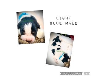 Newfoundland-Saint Bernard Mix Puppy for sale in MARENGO, WI, USA