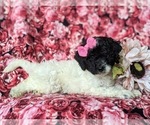 Small Photo #4 Poodle (Miniature)-Sheepadoodle Mix Puppy For Sale in GLEN ROCK, PA, USA