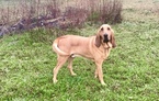 Small Photo #1 Bloodhound Puppy For Sale in GLEN SAINT MARY, FL, USA