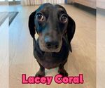 Small #11 Dachshund