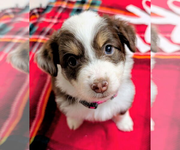 Medium Photo #5 Mutt Puppy For Sale in Brooklyn Center, MN, USA