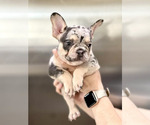 Small Photo #21 French Bulldog Puppy For Sale in PORTLAND, ME, USA