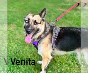 German Shepherd Dog-Unknown Mix Dogs for adoption in Shillington, PA, USA