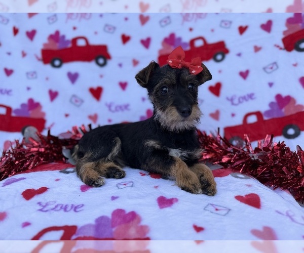 Medium Photo #6 Schnauzer (Miniature) Puppy For Sale in LAKELAND, FL, USA