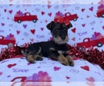 Small #5 Schnauzer (Miniature)