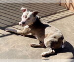 Small #3 Mutt