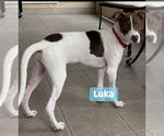 Small #4 Labrador Retriever Mix