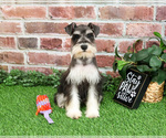 Small #6 Schnauzer (Miniature)