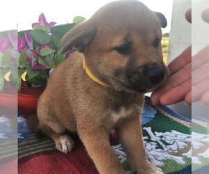 Shiba Inu Puppy for sale in INALA, OK, USA