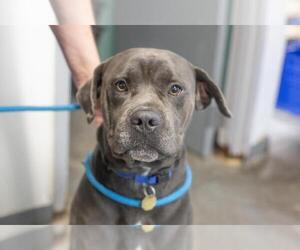 Mutt Dogs for adoption in Mountain Home, AR, USA