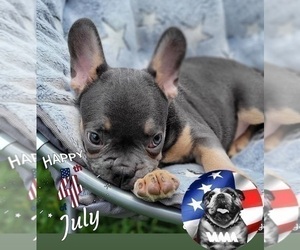 French Bulldog Puppy for sale in TARPON SPRINGS, FL, USA