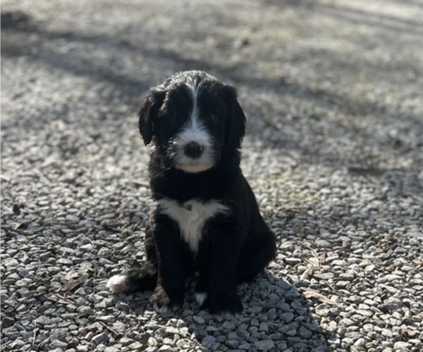Medium Photo #2 Sheepadoodle Puppy For Sale in MATHISTON, MS, USA