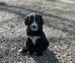 Small Photo #2 Sheepadoodle Puppy For Sale in MATHISTON, MS, USA