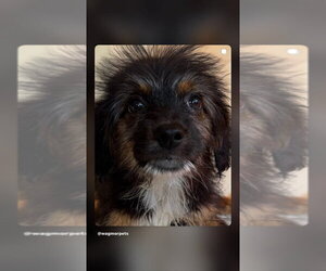 Poodle (Miniature)-Unknown Mix Dogs for adoption in Studio City, CA, USA