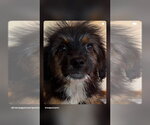 Small Poodle (Miniature) Mix