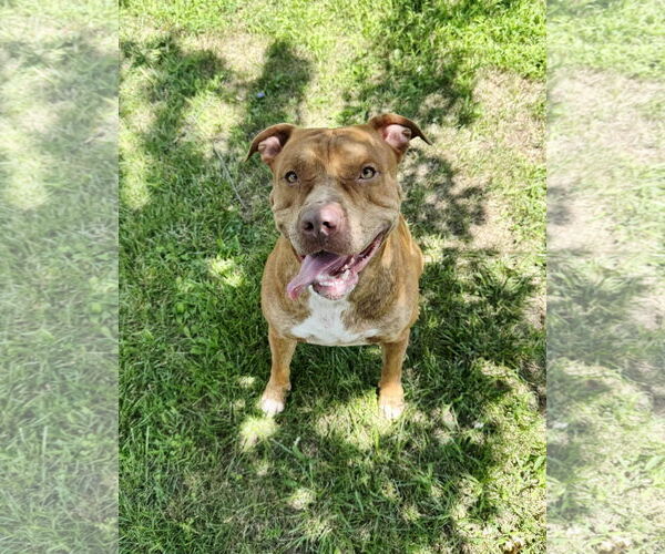 Medium Photo #2 American Staffordshire Terrier-Unknown Mix Puppy For Sale in Perth Amboy, NJ, USA
