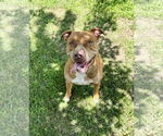Small #1 American Staffordshire Terrier Mix