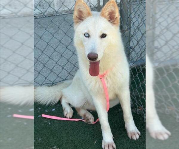 Medium Photo #2 Siberian Husky-Unknown Mix Puppy For Sale in Texas City, TX, USA