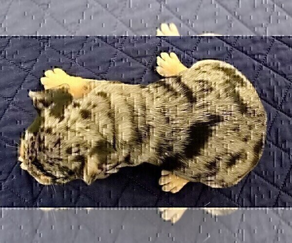 Medium Photo #8 French Bulldog Puppy For Sale in CHINO HILLS, CA, USA