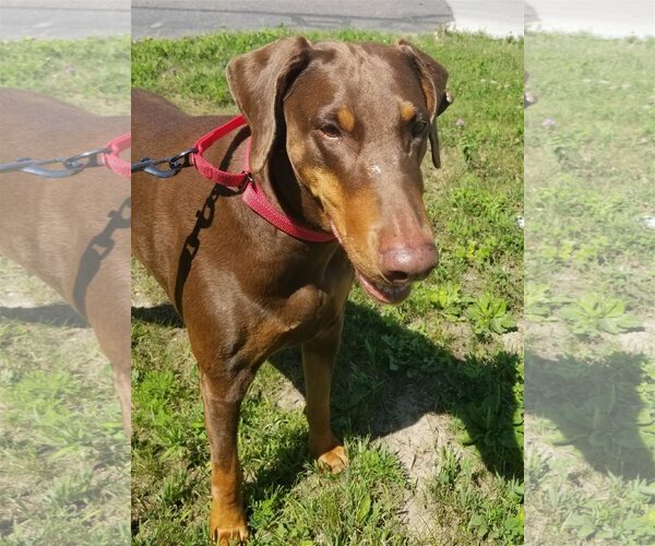 Medium Photo #5 Doberman Pinscher Puppy For Sale in Minneaoplis, MN, USA