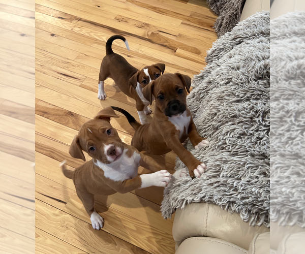 Medium Photo #13 American Staffordshire Terrier-Unknown Mix Puppy For Sale in Holly Springs, NC, USA