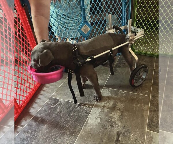 Medium Photo #3 American Staffordshire Terrier-Unknown Mix Puppy For Sale in Sheboygan, WI, USA