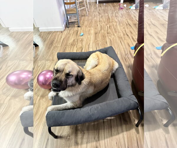 Medium Photo #3 Anatolian Shepherd Puppy For Sale in Woodland, CA, USA