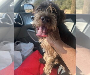 Poodle (Standard)-Unknown Mix Dogs for adoption in Grafton, WI, USA