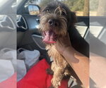 Small Poodle (Standard) Mix