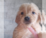 Small Photo #2 Golden Retriever Puppy For Sale in BATH, NY, USA