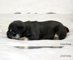 Small #5 French Bulldog