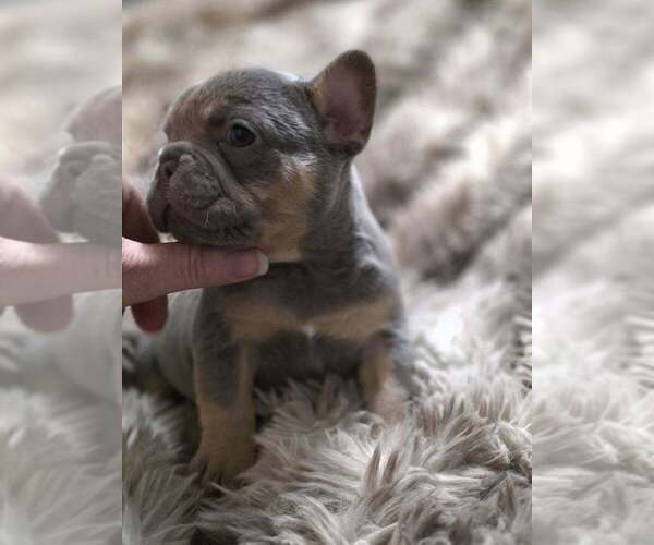 Medium Photo #3 French Bulldog Puppy For Sale in BOSTON, KY, USA