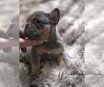 Small #2 French Bulldog