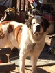 Small Photo #1 Saint Bernard Puppy For Sale in LANCASTER, KY, USA