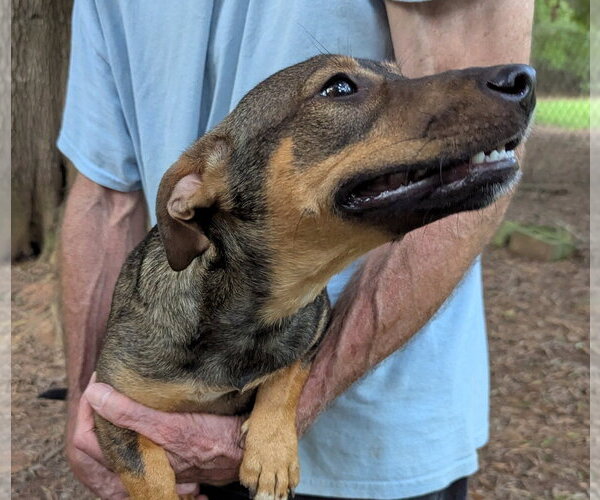 Medium Photo #2 Dachshund-Unknown Mix Puppy For Sale in Milner, GA, USA